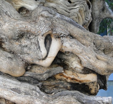 Photographie intitulée "arbre torturé  à Pa…" par Anne Marie Mermet, Œuvre d'art originale, Photographie non manipulée