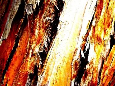 Photographie intitulée "troncs d'arbres ori…" par Anne Marie Mermet, Œuvre d'art originale, Photographie non manipulée