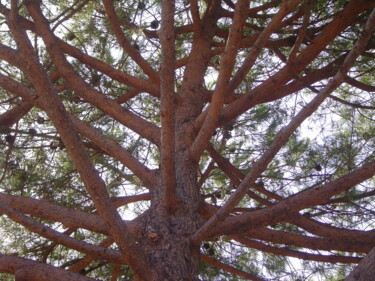 Fotografia intitulada "que de branches !!" por Anne Marie Mermet, Obras de arte originais, Fotografia Não Manipulada