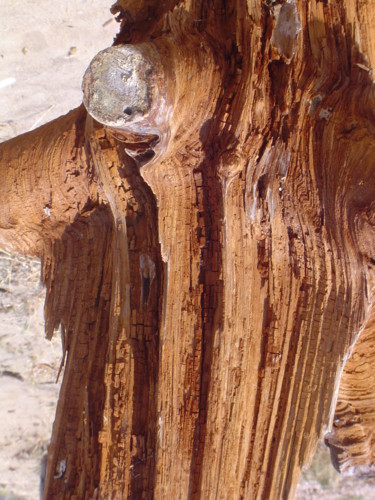 Photographie intitulée "l'oeil de l'arbre r…" par Anne Marie Mermet, Œuvre d'art originale, Photographie numérique