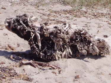 Fotografia zatytułowany „animal bizarre” autorstwa Anne Marie Mermet, Oryginalna praca, Fotografia cyfrowa