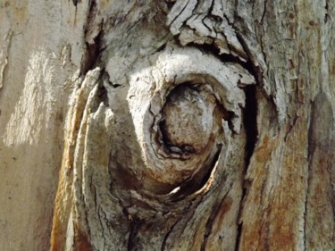 Photographie intitulée "l'oeil de l'arbre" par Anne Marie Mermet, Œuvre d'art originale, Photographie numérique