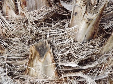Fotografie mit dem Titel "palmier/imbroglio" von Anne Marie Mermet, Original-Kunstwerk, Digitale Fotografie