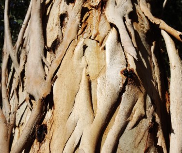 Photographie intitulée "eucalyptus" par Anne Marie Mermet, Œuvre d'art originale, Photographie numérique