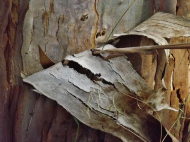 Photography titled "ecorce d'eucalyptus" by Anne Marie Mermet, Original Artwork, Digital Photography