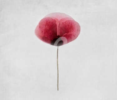 Digitale Kunst mit dem Titel "Poppy" von Anne Seltmann, Original-Kunstwerk, Digitale Malerei