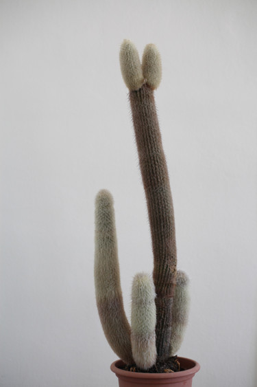 Fotografia intitolato "Herbarium #01" da Anne Greuzat, Opera d'arte originale, Fotografia digitale