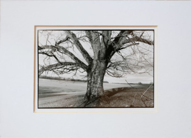 Fotografie getiteld "« Oak » exclusive b…" door Annette Van Casteren, Origineel Kunstwerk, Film fotografie