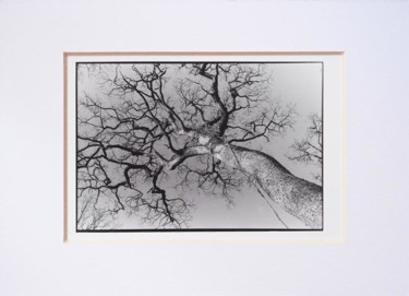 Fotografie getiteld "« Tree » exclusive…" door Annette Van Casteren, Origineel Kunstwerk, Film fotografie