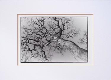 « Tree » exclusive barite photo print Fotografie getiteld "« Tree » exclusive…" door Annette Van Casteren, Origineel Kunstwerk, Film fotografie