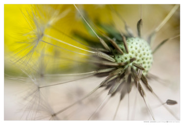 Fotografie getiteld "Beauty in decay - P…" door Annette Van Casteren, Origineel Kunstwerk, Digitale fotografie