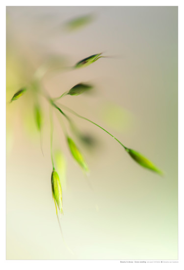 Fotografie getiteld "Seeding grass" door Annette Van Casteren, Origineel Kunstwerk, Digitale fotografie