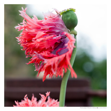 Fotografie getiteld "Proud poppy" door Annette Van Casteren, Origineel Kunstwerk, Digitale fotografie