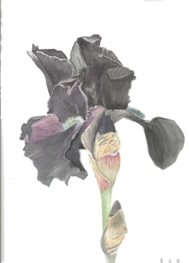 제목이 "l'iris noir"인 미술작품 Annette Bernard로, 원작, 수채화