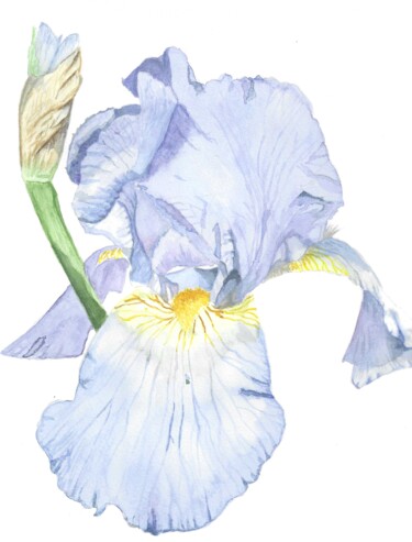 Painting titled "iris bleu" by Annette Bernard, Original Artwork, Watercolor