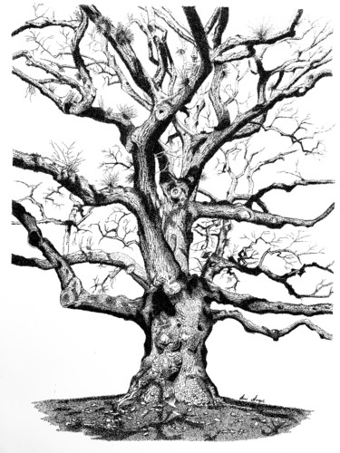 Tangled Drawing titled "Tangled" by Anni Angus, Original Art, Ink