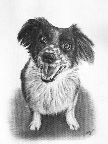 Border Collie Картина под названием "Border Collie" - Anni Angus, Подлинное произведение искусства, Графит
