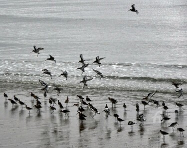 Photographie intitulée "SONATE MARINE .jpg" par Annick Couëdel, Œuvre d'art originale