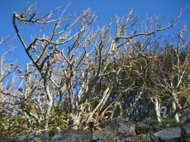 Photographie intitulée "TAÏ-CHI -008-007.jpg" par Annick Couëdel, Œuvre d'art originale