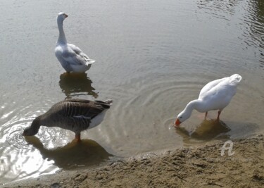 Photography titled "DES RONDS DANS L'EA…" by Annick Couëdel, Original Artwork