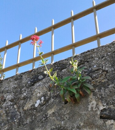 Photography titled "NATURE POWER 4 .jpg" by Annick Couëdel, Original Artwork