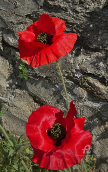 Photography titled "AU PRINTEMPS .jpg" by Annick Couëdel, Original Artwork