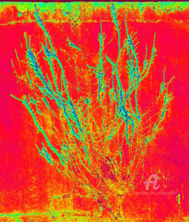 BUISSON ARDENT Photographie intitulée "BUISSON ARDENT" par Annick Couëdel, Œuvre d'art originale, Photographie numérique