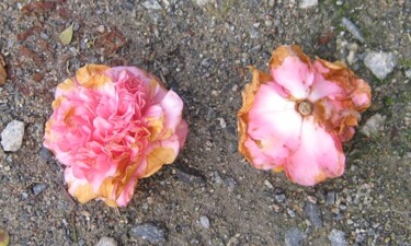 MIGNONNE, ALLONS VOIR... ( sentier côtier ) Photographie intitulée "MIGNONNE, ALLONS VO…" par Annick Couëdel, Œuvre d'art originale,