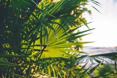 Photographie intitulée "Palm breeze I" par Annie Poissant, Œuvre d'art originale, Photographie numérique