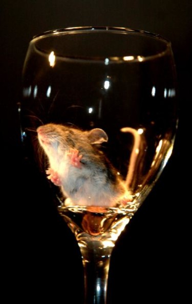 Photographie intitulée "Souris à boire" par Annik Desbiens, Œuvre d'art originale