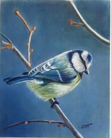 Peinture intitulée "Mésange bleue" par Anny Dournon, Œuvre d'art originale, Pastel