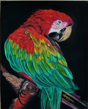 Pittura intitolato "perroquet rouge" da Anny Dournon, Opera d'arte originale, Pastello