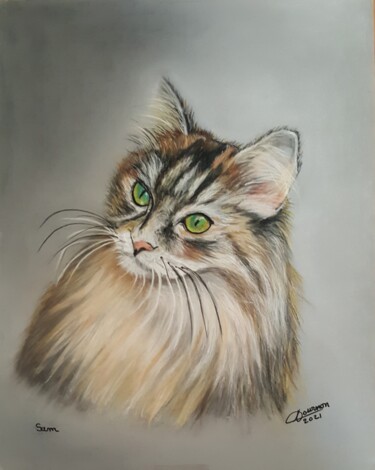 Painting titled "Maine coon" by Anny Dournon, Original Artwork, Pastel