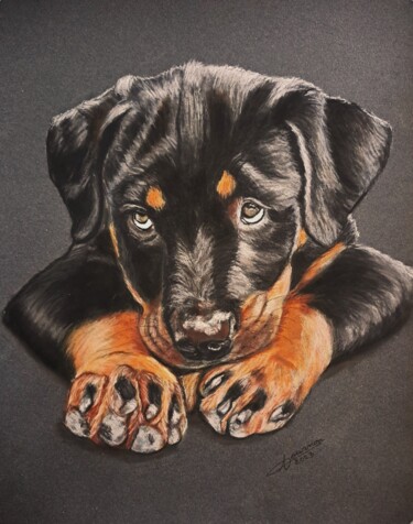 Malerei mit dem Titel "Chiot Rottweiler" von Anny Dournon, Original-Kunstwerk, Pastell