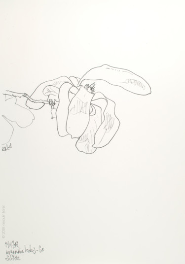 Dessin intitulée "kobus #5" par Anouk Tank, Œuvre d'art originale, Graphite