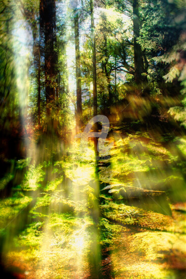 Photography titled "Forest" by Anthony Oliver, Original Artwork