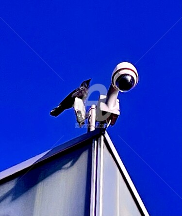 Photography titled "Crow" by Abacchetta, Original Artwork, Digital Photography