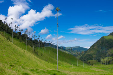 Photographie intitulée "COCORA TREE - NATIO…" par Antoine Barthelemy, Œuvre d'art originale, Photographie numérique