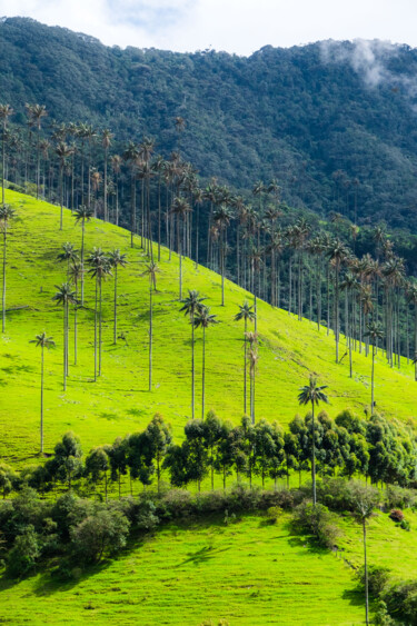 Photography titled "COCORA TREE - COCOR…" by Antoine Barthelemy, Original Artwork, Digital Photography