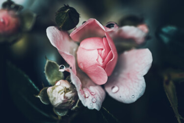 Fotografie getiteld "Rose au matin" door Antoine Heid, Origineel Kunstwerk, Digitale fotografie
