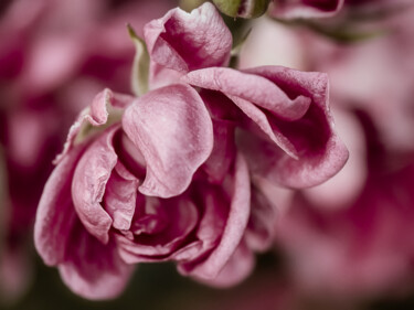 Photographie intitulée "Pétales de Roses" par Antoine Heid, Œuvre d'art originale, Photographie numérique