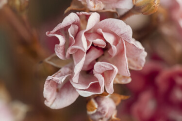 Fotografie mit dem Titel "Pétales de Roses 2" von Antoine Heid, Original-Kunstwerk, Digitale Fotografie