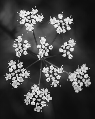 Fotografia intitolato "Fleurs BnW" da Antoine Heid, Opera d'arte originale, Fotografia digitale