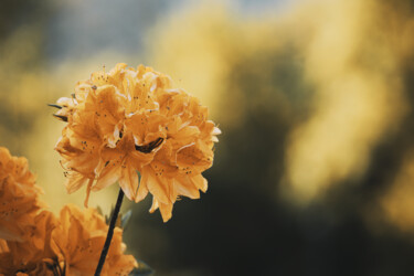 Fotografia intitolato "Fleur Orangée" da Antoine Heid, Opera d'arte originale, Fotografia digitale