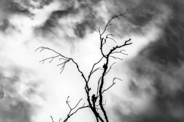 Fotografia zatytułowany „Branches BnW” autorstwa Antoine Heid, Oryginalna praca, Fotografia cyfrowa