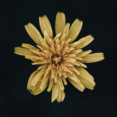 Photographie intitulée "Yellow Wild" par Antoine Heid, Œuvre d'art originale, Photographie numérique