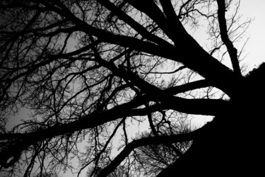 Photography titled "Tree in Black" by Antoine Heid, Original Artwork, Digital Photography