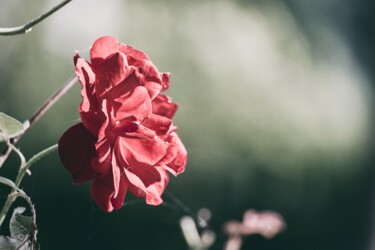 Фотография под названием "Rose au vent" - Antoine Heid, Подлинное произведение искусства, Цифровая фотография