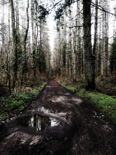Photographie intitulée "route forestiere" par Antoine Marelle, Œuvre d'art originale, Photographie manipulée