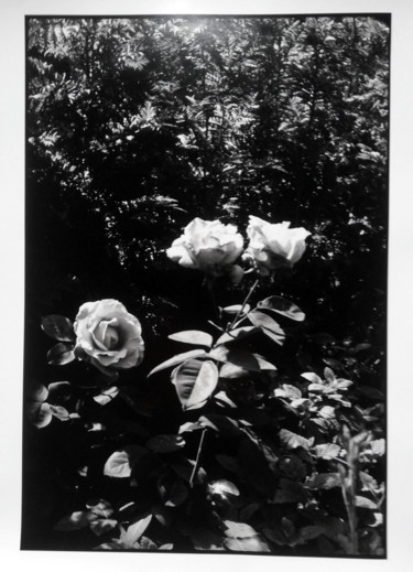 Fotografia zatytułowany „Rose” autorstwa Antoine Marelle, Oryginalna praca, Fotografia filmowa